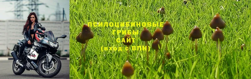 Псилоцибиновые грибы Psilocybe  что такое   ОМГ ОМГ вход  Горнозаводск 